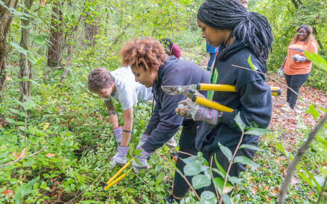 Eye on UMSL: Honeysuckle hack