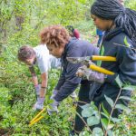 Students in the Pierre Laclede Honors College work to remove invasive honeysuckle growing in the Bellerive Bird Sanctuary on the edge of North Campus.