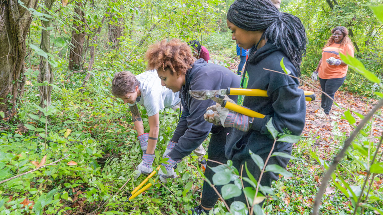 Students in the Pierre Laclede Honors College work to remove invasive honeysuckle growing in the Bellerive Bird Sanctuary on the edge of North Campus.