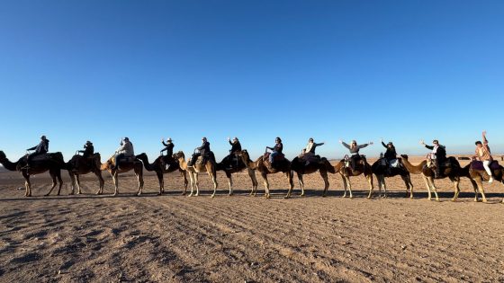 Camels