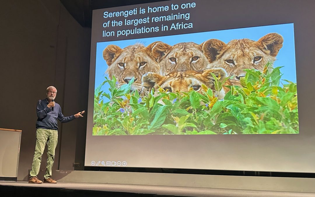 Biologist Craig Packer highlights conservation efforts aimed at protecting lions during Jane and Whitney Harris Lecture