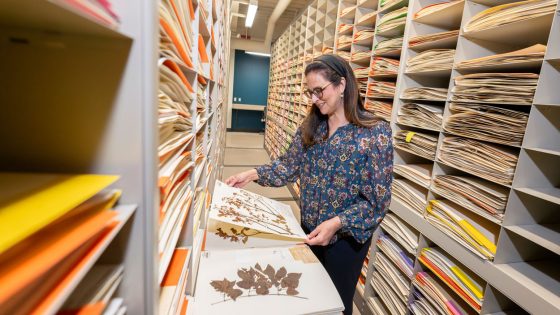 Lúcia Lohmann looks at a trumpet creeper specimen in the Herbarium at the Missouri Botanical Garden