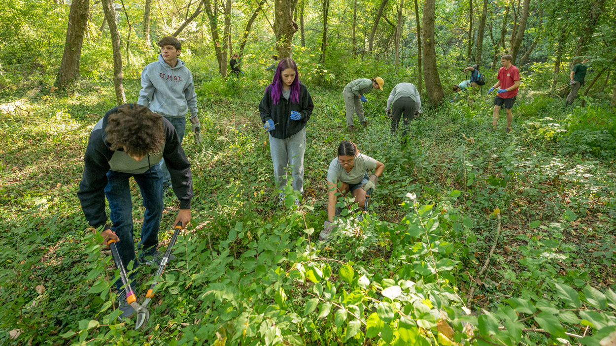 Members of the UMSL community remove invasive honeysuckle at the Bellerive Bird Sanctuary