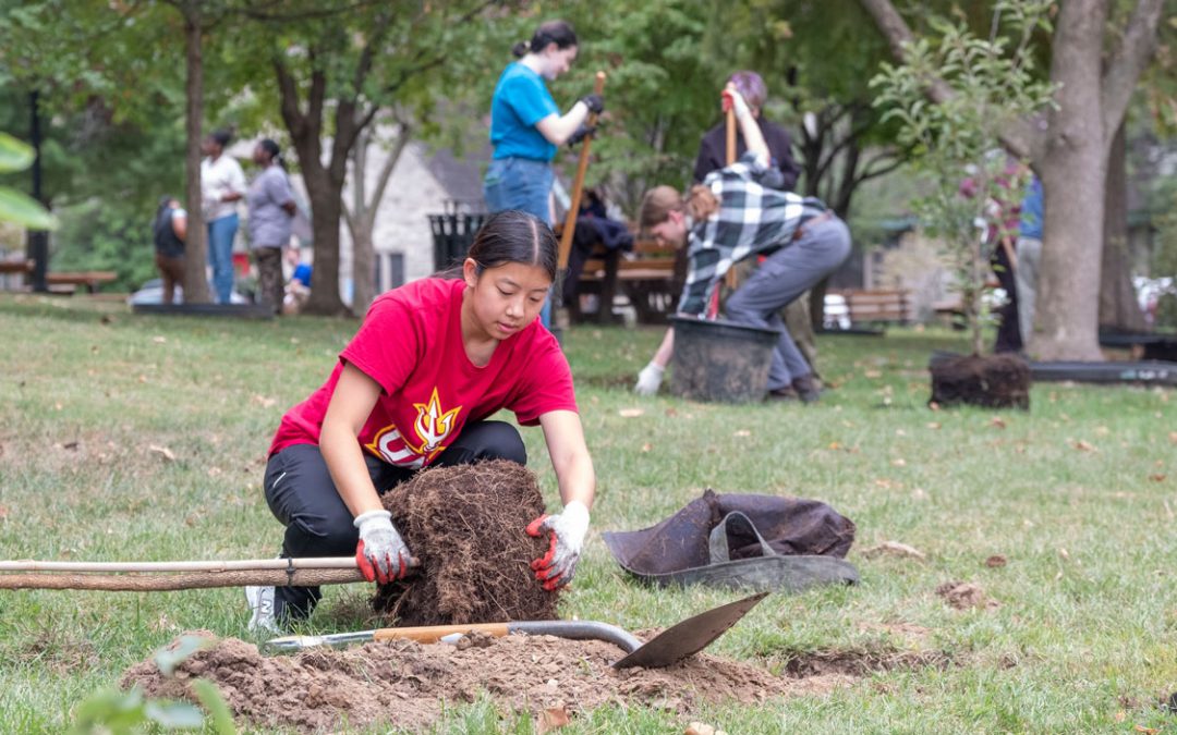Eye on UMSL: Tree time