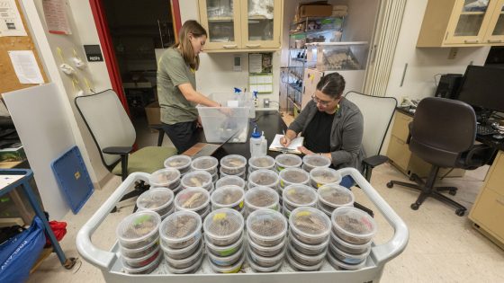 Doctoral candidate Becky Hansis-O'Neill and junior biology major Jordan Kolinski gather and record data from their tarantula research as containers containing 200 baby tarantulas are stacked in the foreground
