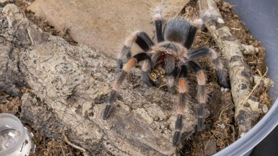 A young tarantula holds a cricket in its fangs after being fed in the Dunlap Cognitive Ecology Lab.
