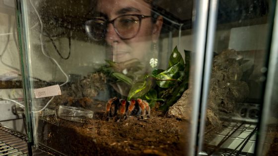 Doctoral candidate Becky Hansis-O'Neill's face is reflected in the outside of a terrarium holding a mature tarantula