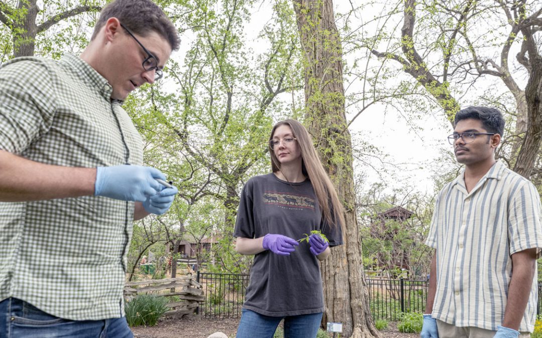 UMSL biology students assembling Osage Orange genome as part of American Campus Tree Genomes initiative