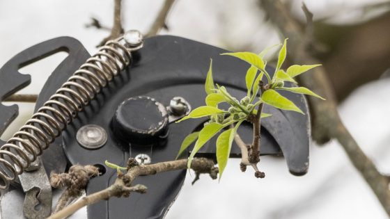 A set of clippers cuts a new bud from an Osage Orange tree at the Missouri Botanical Garden