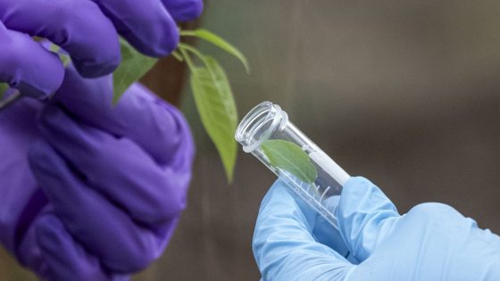 Doctoral student Jessi Kreder places a leaf collected from an Osage Orange tree inside a glass tube