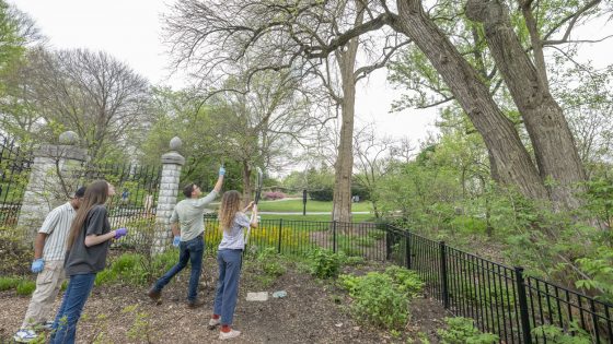 Meghan Forde (at right), the living collections data specialist at the Missouri Botanical Garden, helps Assistant Professor Blaine Marchant and graduate research assistantsJessi Kreder and Sujith Sudagani gather Osage Orange samples from a tree near the Children's Garden.