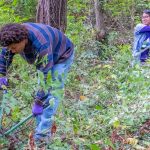 UMSL Ecology graduate student Michael Gillespie and sophomore biology major Ludivine Renaud, participate in the Honeysuckle Hack at the Bellerive Bird Sanctuary on October 16, 2026