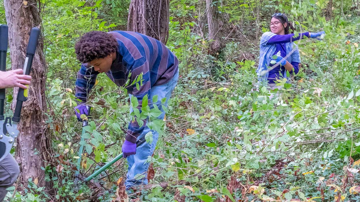 UMSL Ecology graduate student Michael Gillespie and sophomore biology major Ludivine Renaud, participate in the Honeysuckle Hack at the Bellerive Bird Sanctuary on October 16, 2026